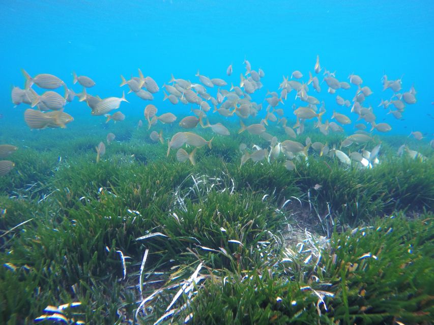 San José: Cabo De Gata Natural Park Kayak and Snorkel Tour - Frequently Asked Questions