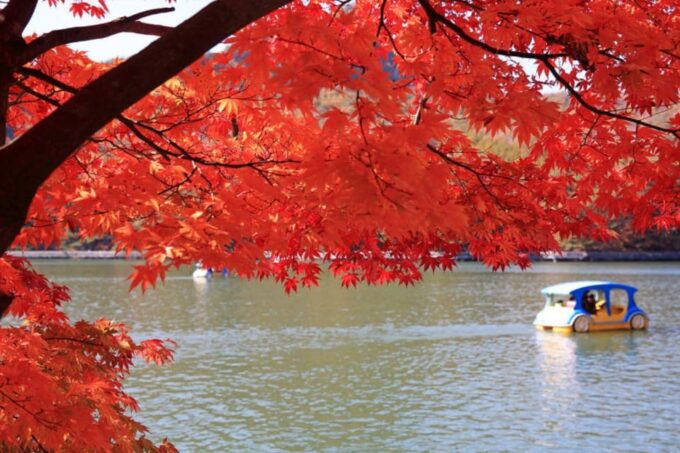 Seasonal Pocheon Full Day Tour With Apple Farm Experience - Availability and Booking