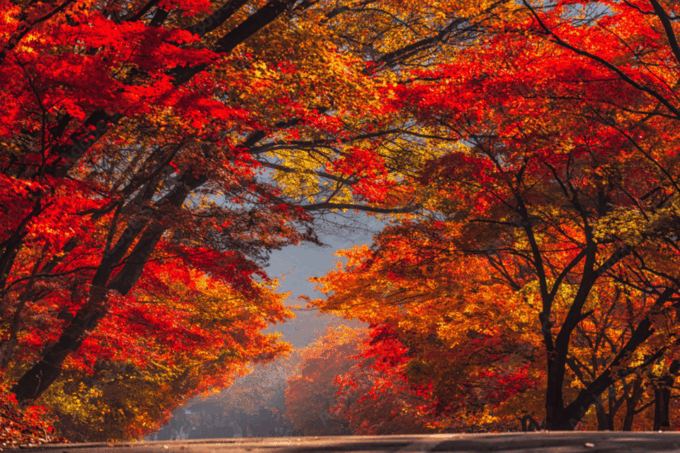Seoul: Classic Naejangsan National Park One Day Tour - Frequently Asked Questions