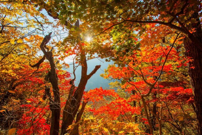 Seoul: Naejangsan National Park Autumn Foliage Day Tour - Cancellation Policy