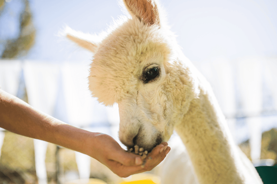 Seoul: Snowyland in Vivaldi Park With Nami or Alpaca - Participant Requirements