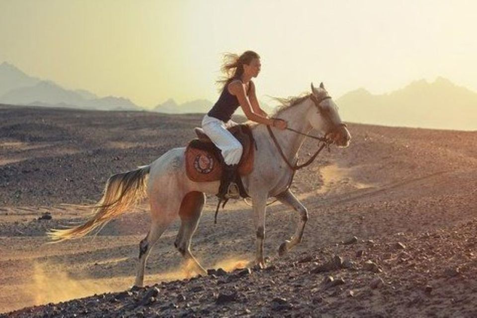 Sharm: Arabian Adventure Horse Ride & Camel Ride W Breakfast - Additional Experience Insights