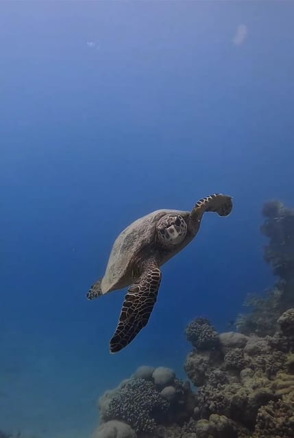 Side or Alanya Scuba Diving Experience - Marine Life Encountered