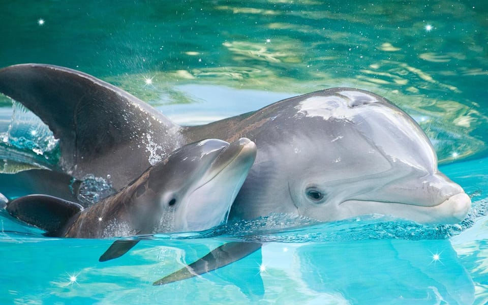 Side/Turks: Alanya Dolphin Show With Hotel Transfer Option - Booking Process