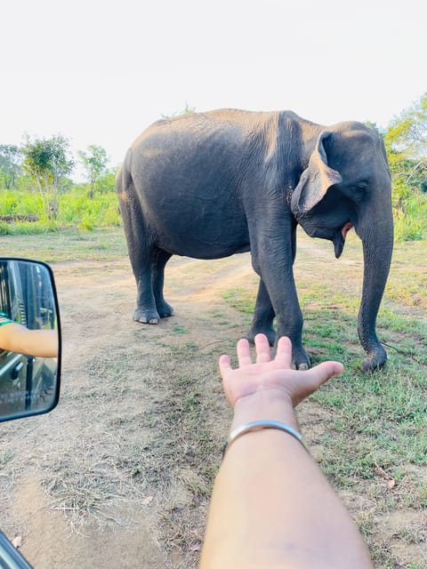 Sigiriya: Minneriya Wild Jeep Safari With Free Hotel Pickup - Jeep Safari Experience