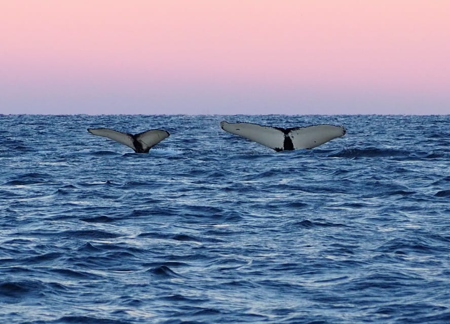 Skjervøy: Whale and Orca Watching Tour by RIB Boat - What to Prepare