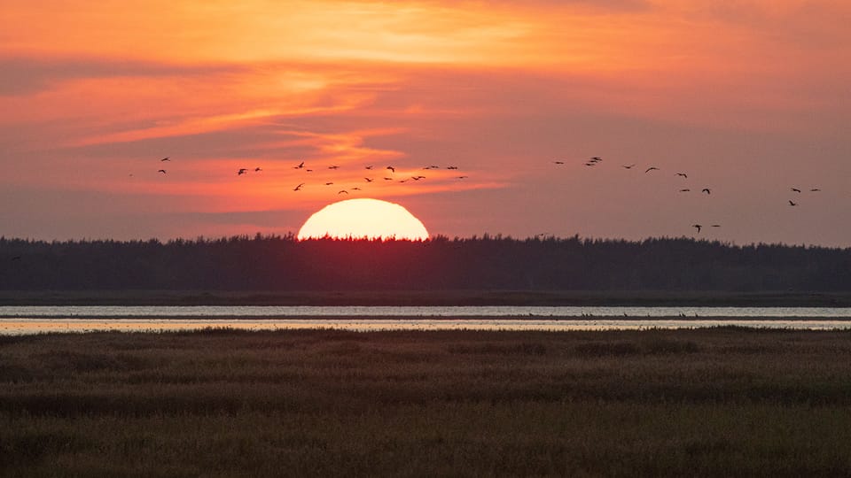 Small Crane Tour With MS Swantevit From Zingst - Tour Duration and Pricing