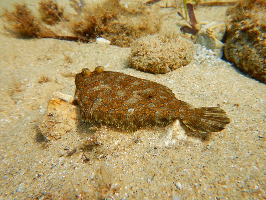 Snorkeling Guided Tour in Beautiful Marathopoli - Meeting Point and Accessibility