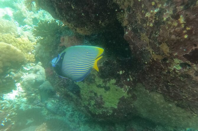 Snorkeling Manta Bay And West Penida Private Guided Tour - Booking Information
