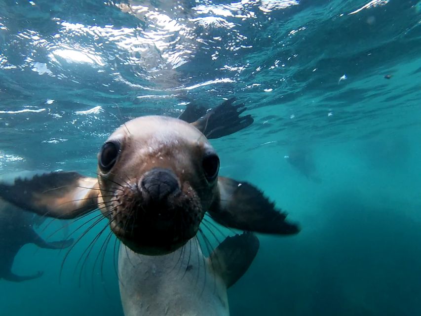 Snorkeling With Sea Lions - Conservation Efforts