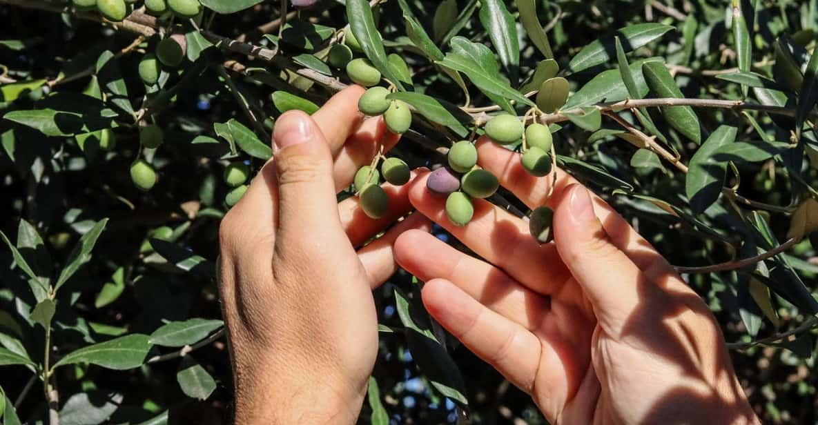 Sorrento: Guided Olive Mill Visit With Tastings - Tour Duration and Pricing