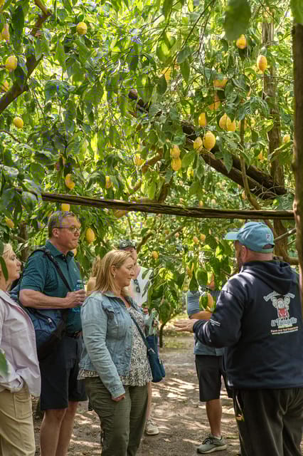 Sorrento: Lemons Grove&Cheese Show With Local Food Tasting - Mozzarella Making Demonstration