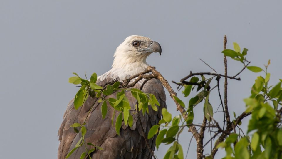 Sri Lanka: Private Yala National Park Safari Trip - Safety and Accessibility