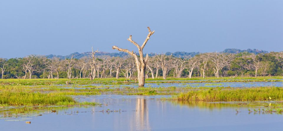 Sri Lanka: Wilpattu National Park Safari Tour in a 4WD Jeep - Opportunities for Wildlife Sightings