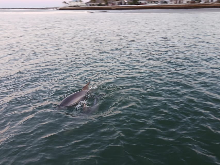 St. Augustine: Dolphin Bay Wildlife and Local History Cruise - Important Information