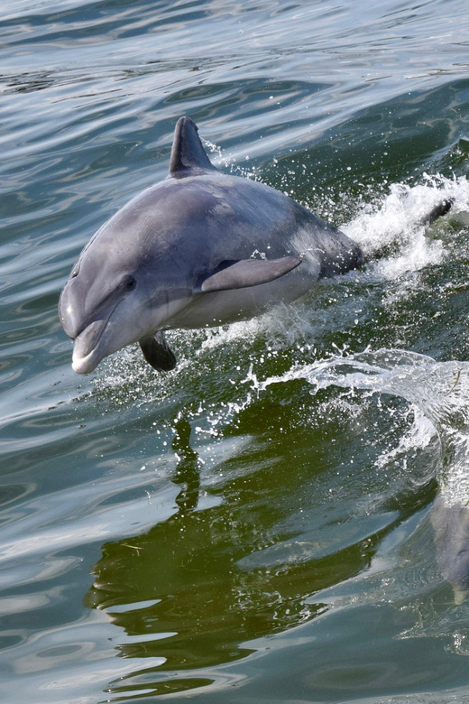 St.Augustine: Dolphin Watch & Historical Harbor Tour +Drinks - Tour Duration