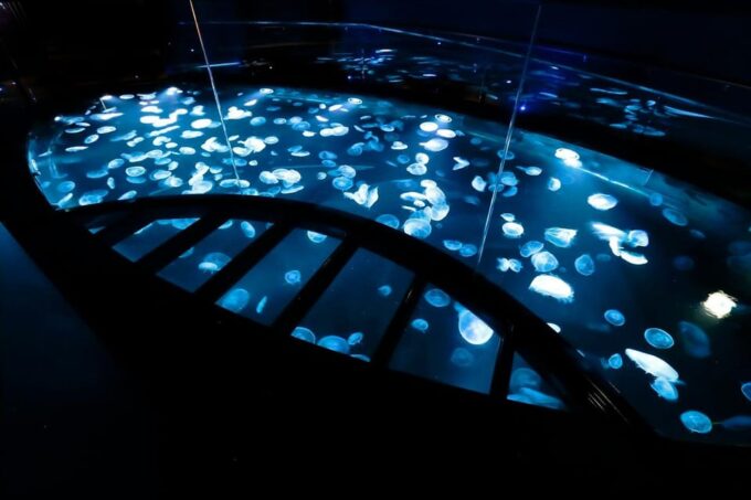 Sumida Aquarium Admission Ticket - Photography Rules and Tips