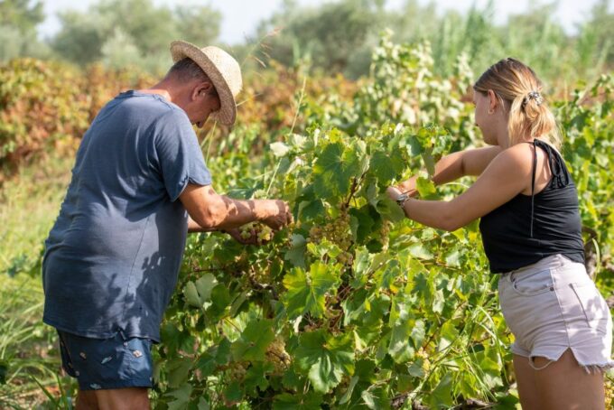Sunset Flavors of Zakynthos: A Gastronomic Delight Tour - Cheese Production