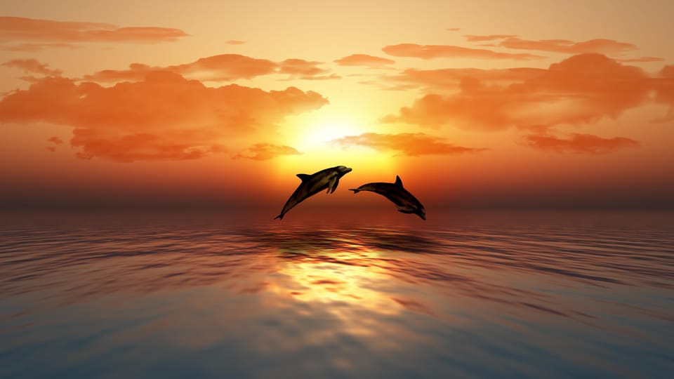 SUNSET TOUR WITH DOLPHIN WATCHING - Departure Location and Route