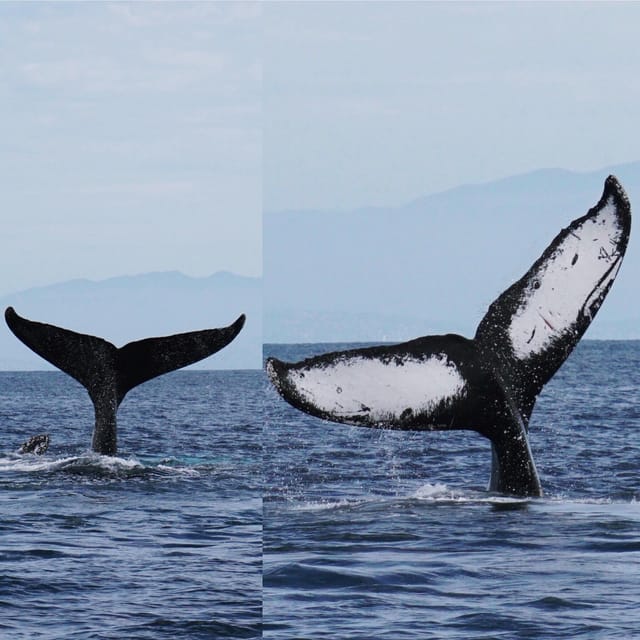 Superior 2hr Private Whale & Dolphin Watching Newport Beach - Booking Information