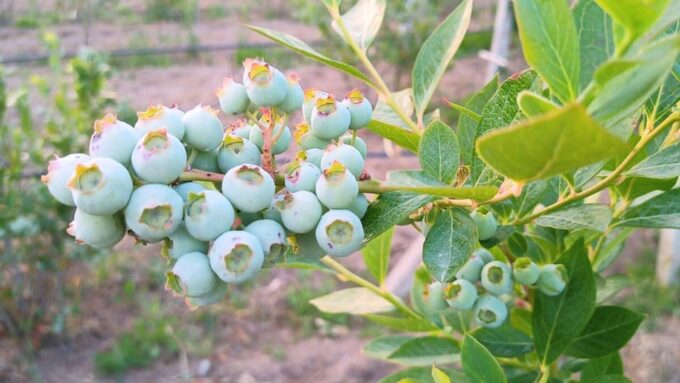 Tempio Pausania: Visit a Distillates Workshop With Tasting - What to Bring