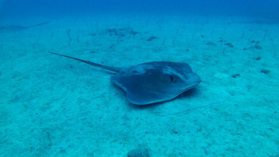 Tenerife: 2 Diving Sessions for Certified Divers - What to Bring