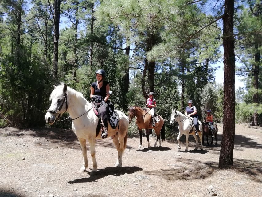 Tenerife: Guided Horseback Riding Tour to the Lomo Forest - Customer Reviews