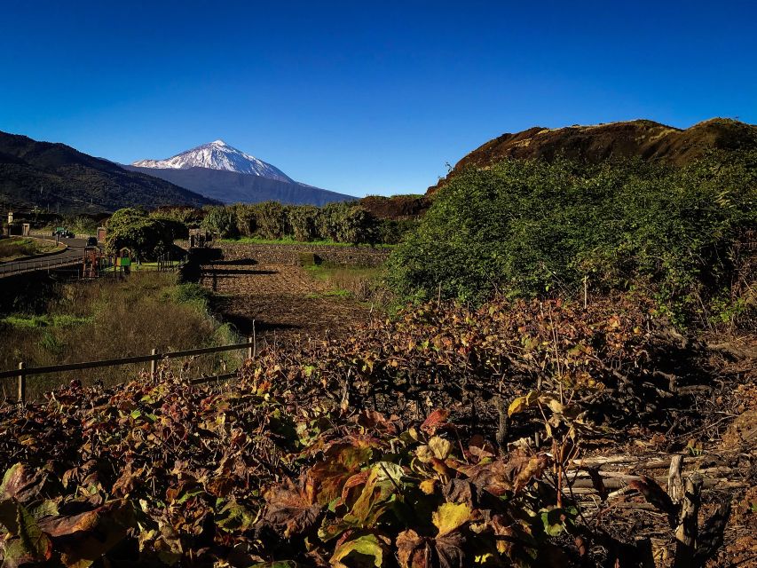 Tenerife Private Tour: Mount Teide Nature and Wine - Customer Experience