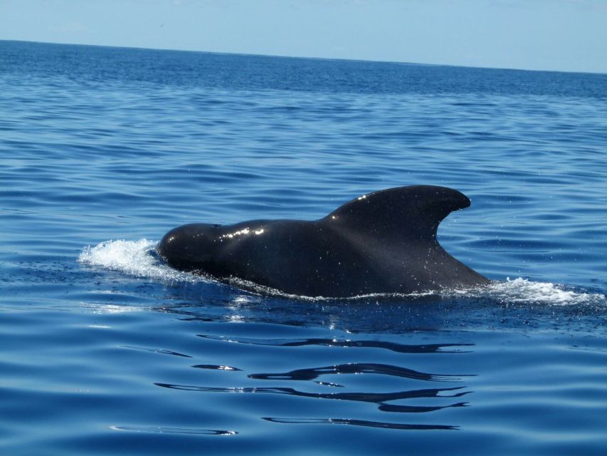 Tenerife: Sailing Excursion With Whale and Dolphin Watching - Frequently Asked Questions