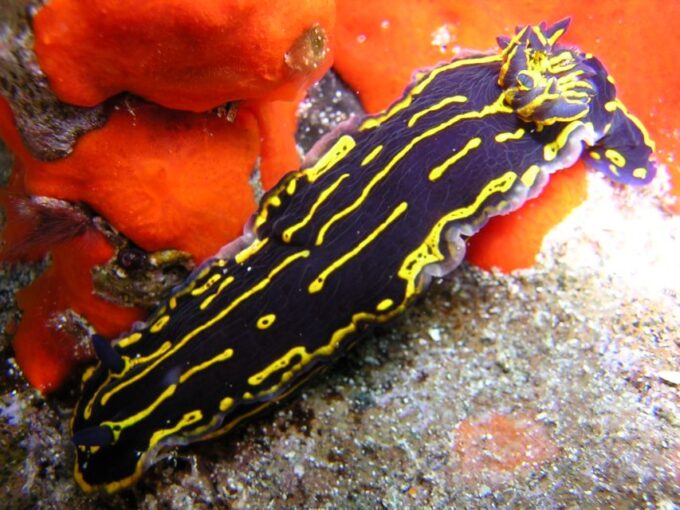 Tenerife Scuba Diving for Certified Divers - Potential Marine Life Sightings