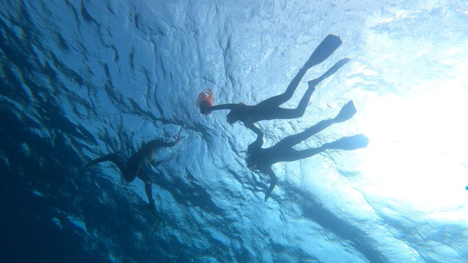 Tenerife: Snorkeling Tour in a Marine Protected Area - Customer Feedback