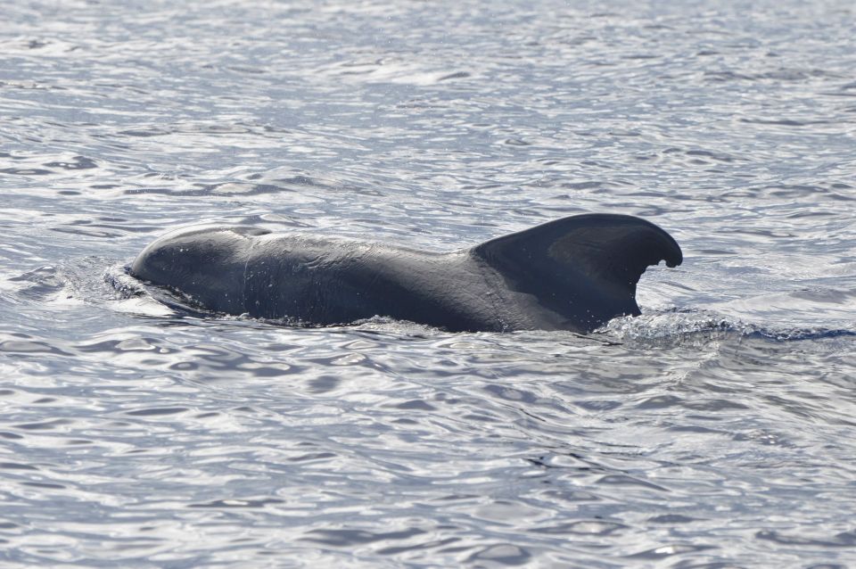 Tenerife: Whale and Dolphin Watching Boat Tour - Boat Specifications