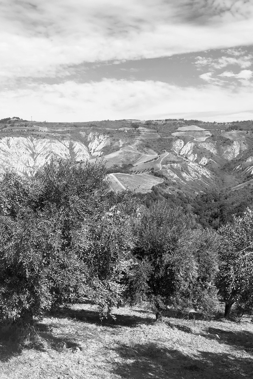 Teramo: Private Oil Mill Tour and Guided Tasting - Transparency and Terroir