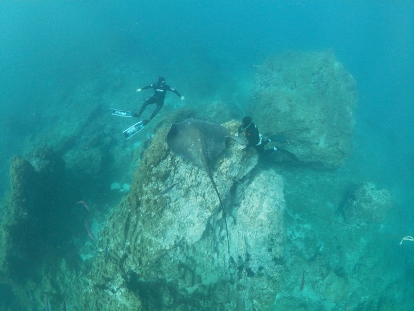 The Cookies: Tenerife Turtles and Rays Snorkeling Cruise - Frequently Asked Questions