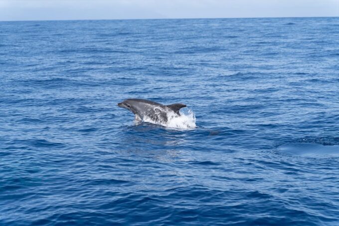 The Giants: Sailing Excursion With Swimming, Drink & Tapas - Relax and Indulge Onboard