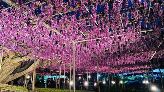 Tokyo: Ashikaga Flower Park With Entry Ticket - Tips for Your Visit