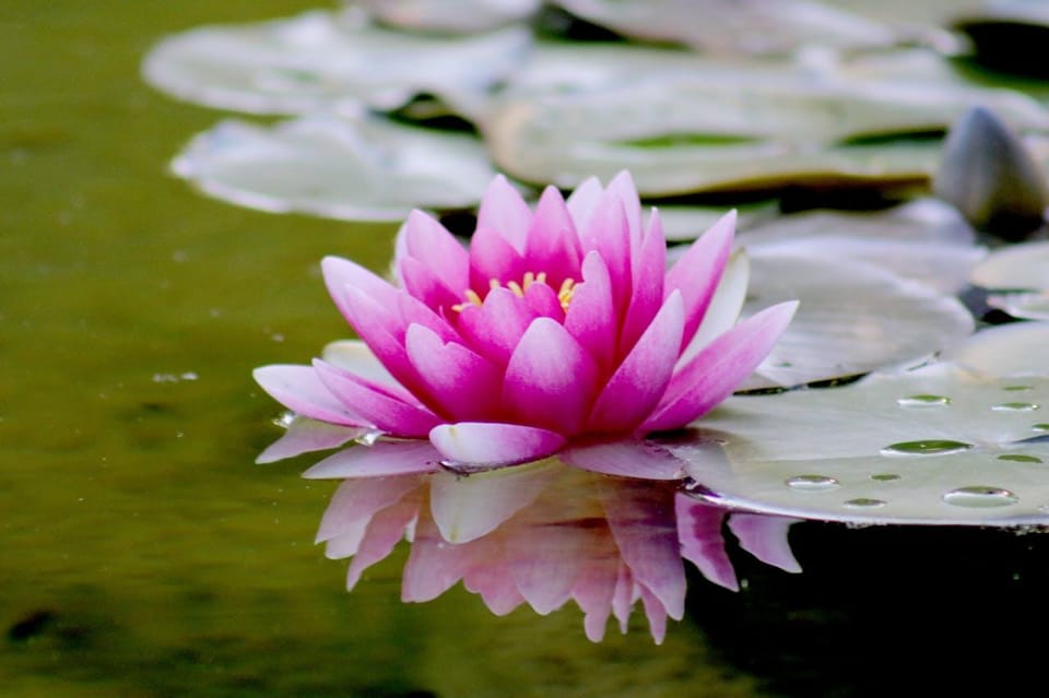 Tour to Lotus Lake/Boat Tour/Lotus Flowers/Birds - Important Tips for Travelers