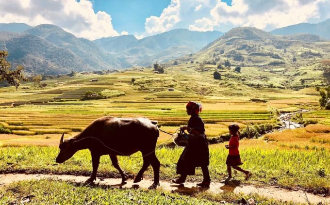 Trekking Sapa 1 Day - the Best Terraced Rice Field - Frequently Asked Questions