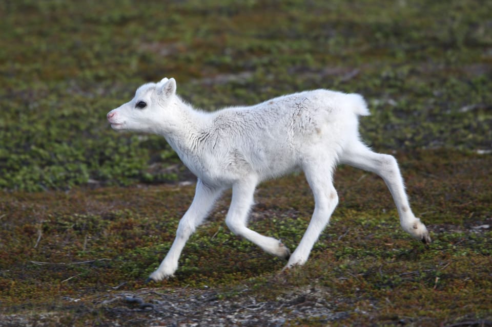 Tromso: Fjord Arctic Adventure Expedition - Combining Tours for More Adventure