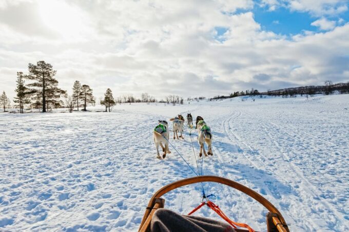 Tromsø: Husky Sled Self-Drive With Traditional Lunch - What to Expect