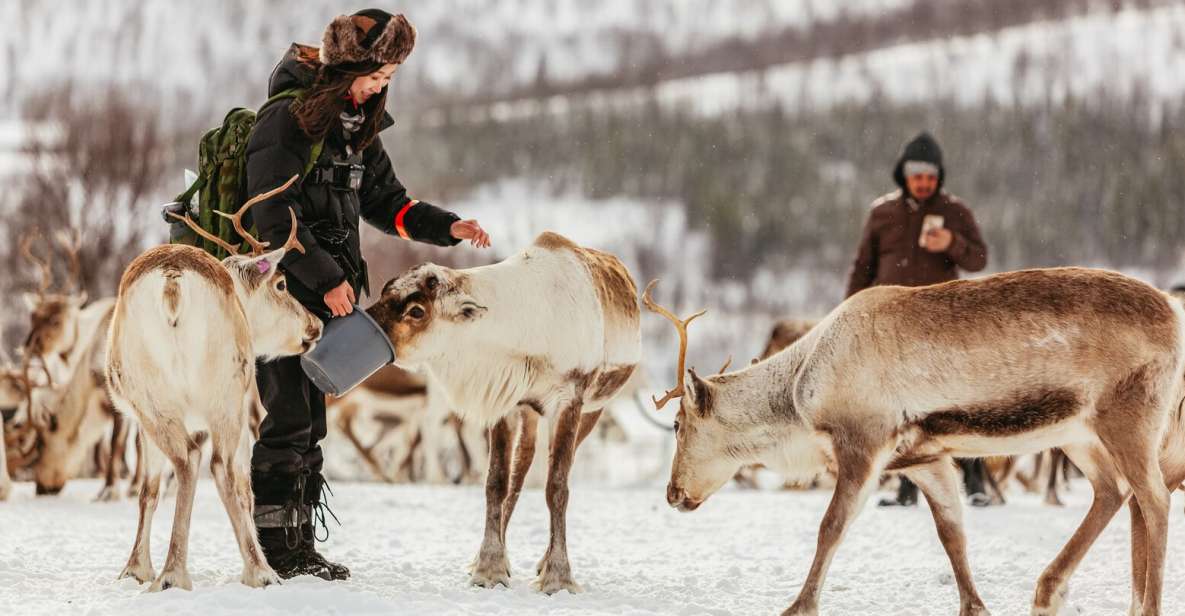 Tromsø: Reindeer Sledding & Feeding With a Sami Guide - Cultural Significance