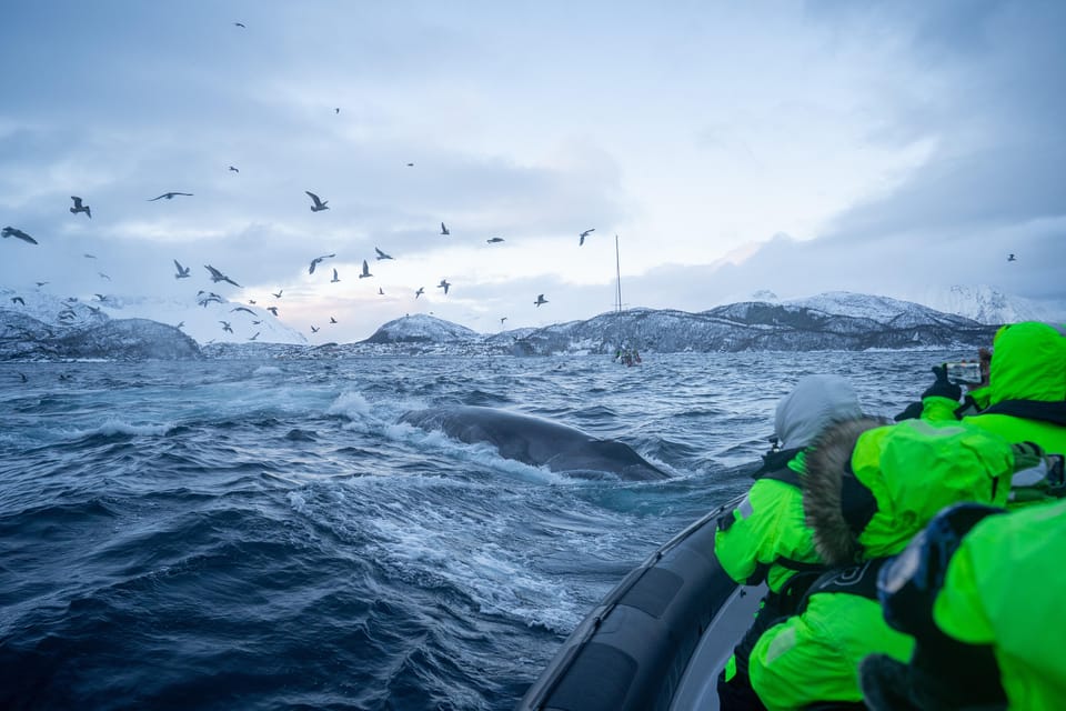 Tromsø: Skjervøy RIB Whale Watching Tour - Safety Guidelines