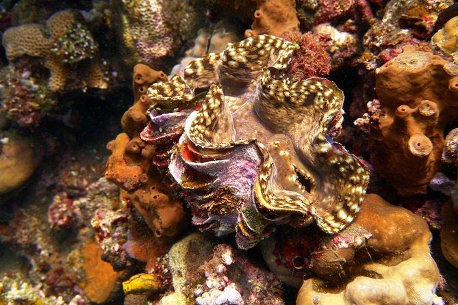 Try Scuba DIVING With BALI DIVING at TULAMBEN - Tips for First-Time Divers
