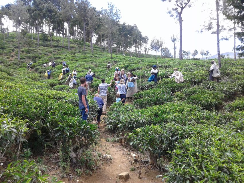 Tuk-Tuk Safari Liptons Seat,Tea Fields Hike,Teafactory Tour - Tea Fields Hike