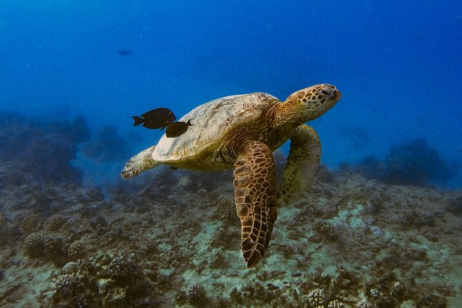 Turtle Canyon Snorkel From Waikiki (Semi Private Boat Tour) - Tips for First-Time Snorkelers