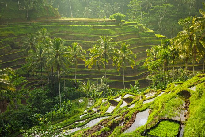 Ubud Waterfall, Rice Terraces, and Swing Explore - Tips for Your Ubud Adventure