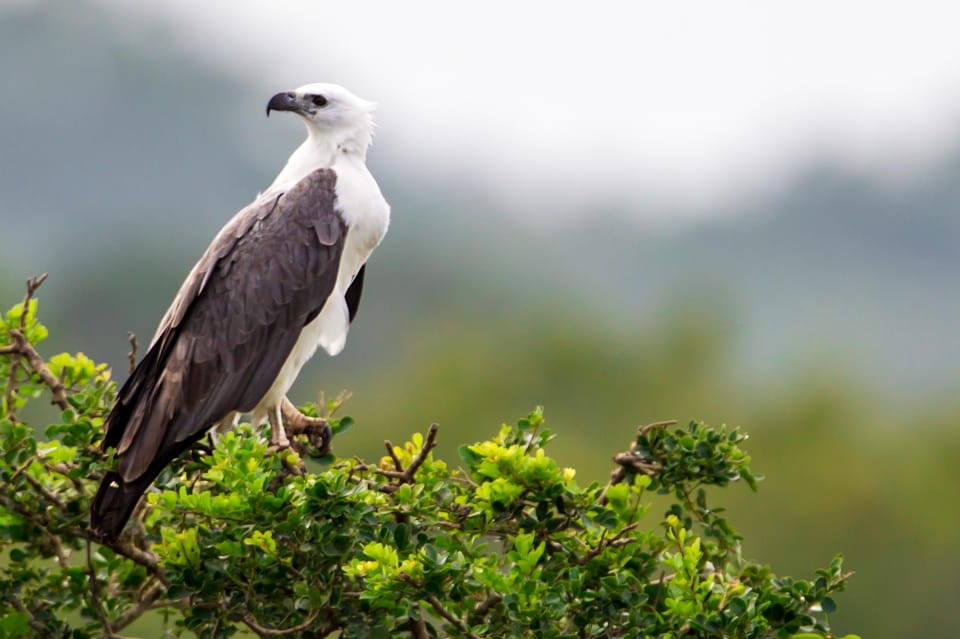 Udawalawa National Park: All-Inclusive Private Day Tour - Guided Safari Highlights