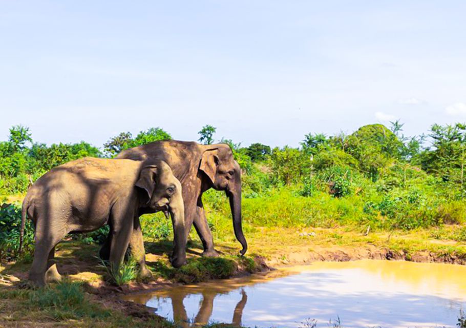 Udawalawe National Park Afternoon or Morning Safari - Booking and Cancellation