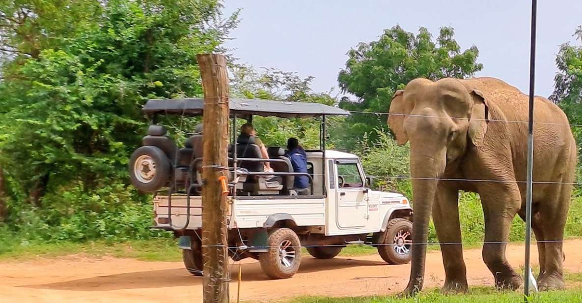 Udawalawe National Park Safari Tour - Elephant Interactions