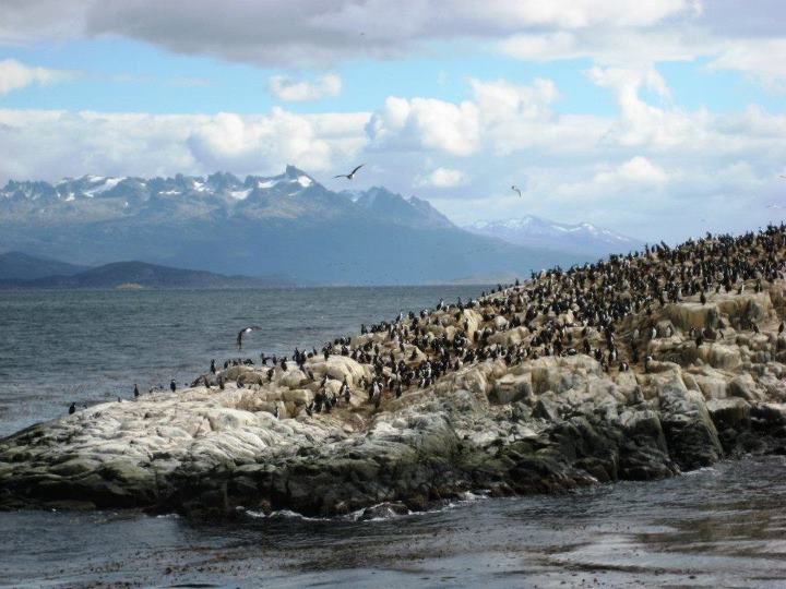 Ushuaia: Beagle Channel, Seal Island & Bridges Islands Tour - Wildlife Encounters